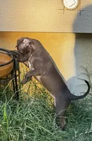 Boop, a female Italian Greyhound and Miniature Dachshund for sale in Denton, TX – 4 of 6