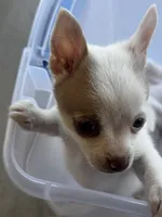 Bambam, a male Pomeranian and Pomchi for sale in Denton, TX – 4 of 6