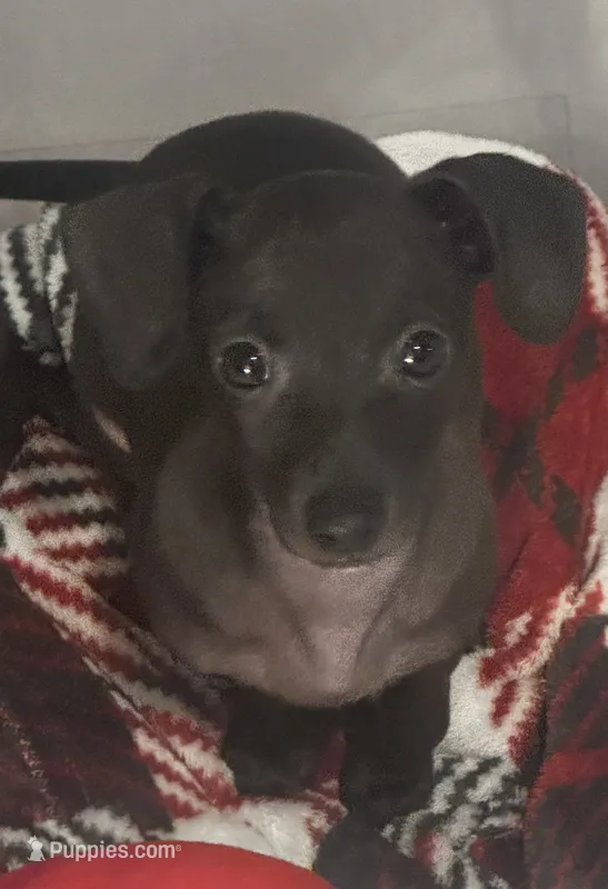 Betty  – Italian Greyhound, Miniature Dachshund puppy for sale in Denton, TX