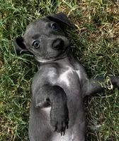 Indie Blue, a female Italian Greyhound and Miniature Dachshund for sale in Denton, TX – 2 of 5