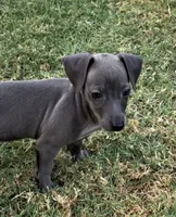 Indie Blue, a female Italian Greyhound and Miniature Dachshund for sale in Denton, TX – 5 of 5