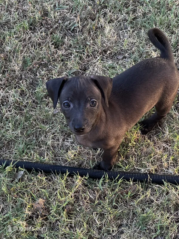 Betty  – Italian Greyhound, Miniature Dachshund puppy for sale in Denton, TX