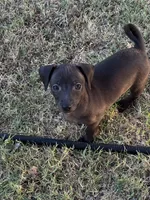 Betty , a female Italian Greyhound and Miniature Dachshund for sale in Denton, TX – 3 of 3