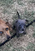 Indie Blue, a female Italian Greyhound and Miniature Dachshund for sale in Denton, TX – 4 of 5