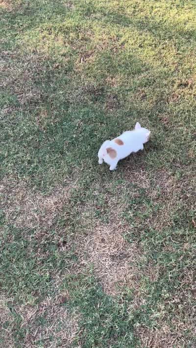 Bambam, a male Pomeranian and Pomchi for sale in Denton, TX – 6 of 6