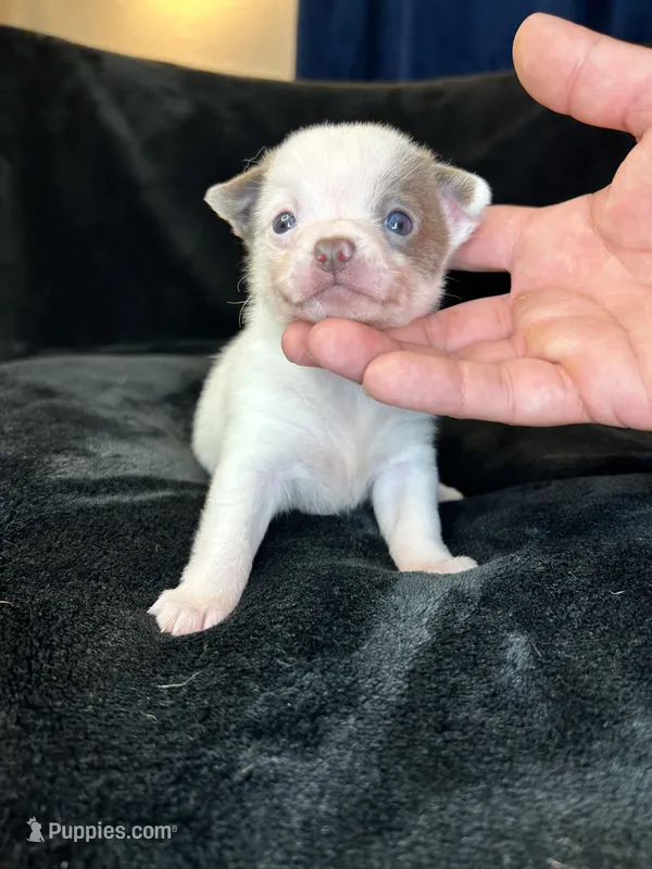 Bidi – Pomeranian, Pomchi puppy for sale in Denton, TX