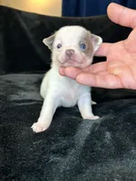 Bidi, a female Pomeranian and Pomchi for sale in Denton, TX – 1 of 5