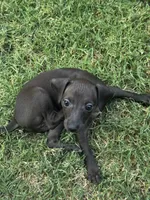 Betty , a  Italian Greyhound and Miniature Dachshund for sale in Denton, TX – 2 of 3