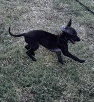 Boop, a female Italian Greyhound and Miniature Dachshund for sale in Denton, TX – 6 of 6