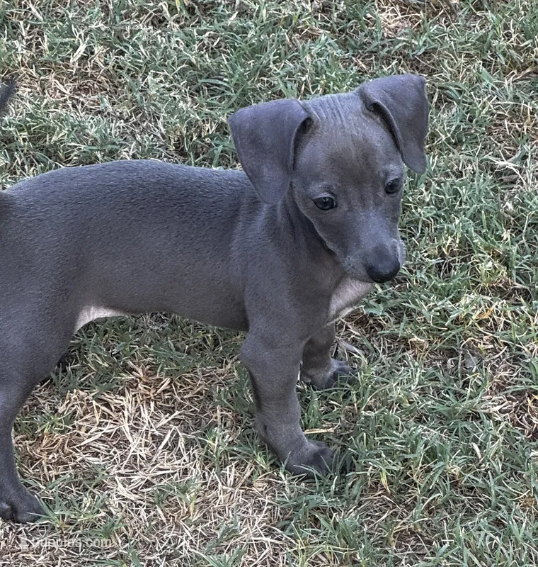 Fig  – Italian Greyhound, Miniature Dachshund puppy for sale in Denton, TX