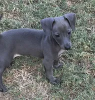 Fig , a male Italian Greyhound and Miniature Dachshund for sale in Denton, TX – 1 of 3
