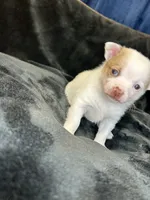 Bambam, a male Pomeranian and Pomchi for sale in Denton, TX – 4 of 5