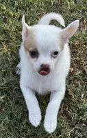 Bambam, a male Pomeranian and Pomchi for sale in Denton, TX – 2 of 6