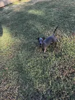 Newton, a male Italian Greyhound and Miniature Dachshund for sale in Denton, TX – 2 of 3