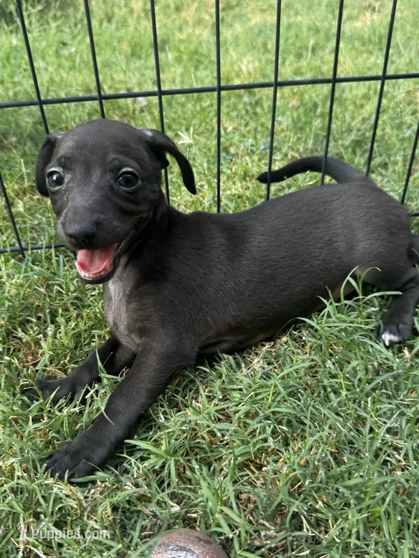 Boop – Italian Greyhound, Miniature Dachshund puppy for sale in Denton, TX