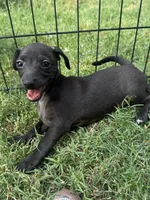 Betty , a  Italian Greyhound and Miniature Dachshund for sale in Denton, TX – 3 of 3