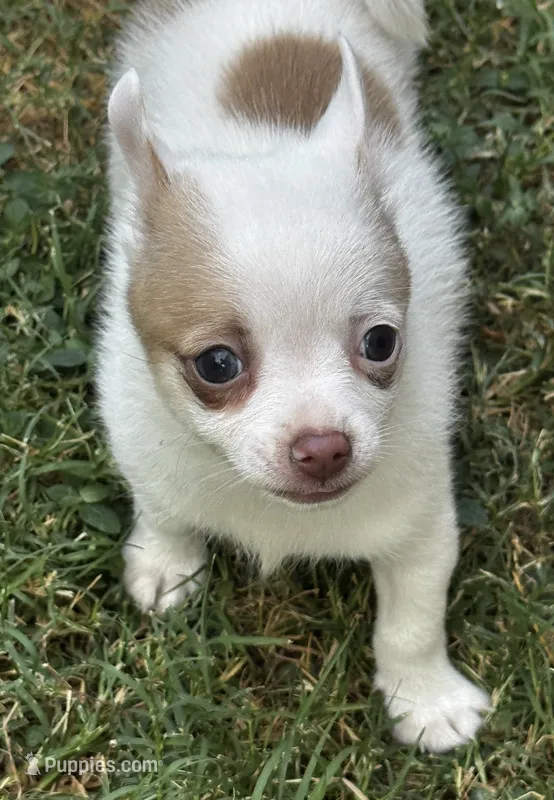 Bambam – Pomeranian, Pomchi puppy for sale in Denton, TX