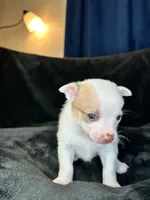 Bambam, a male Pomeranian and Pomchi for sale in Denton, TX – 5 of 5