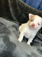 Bambam, a male Pomeranian and Pomchi for sale in Denton, TX – 2 of 5