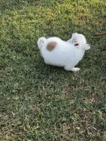Bambam, a male Pomeranian and Pomchi for sale in Denton, TX – 5 of 6