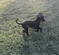 Boop, a female Italian Greyhound and Miniature Dachshund for sale in Denton, TX – 5 of 6