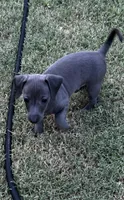 Fig , a male Italian Greyhound and Miniature Dachshund for sale in Denton, TX – 3 of 3