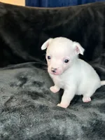 Libby , a female Pomeranian and Pomchi for sale in Denton, TX – 4 of 5