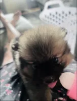 Lili, a female Pomeranian for sale in Highland, CA – 4 of 8