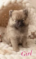 Lili, a female Pomeranian for sale in Highland, CA – 2 of 8
