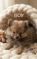 Lili, a female Pomeranian for sale in Highland, CA – 6 of 8