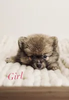 Lili, a female Pomeranian for sale in Highland, CA – 7 of 8