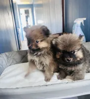Lili, a female Pomeranian for sale in Highland, CA – 8 of 8