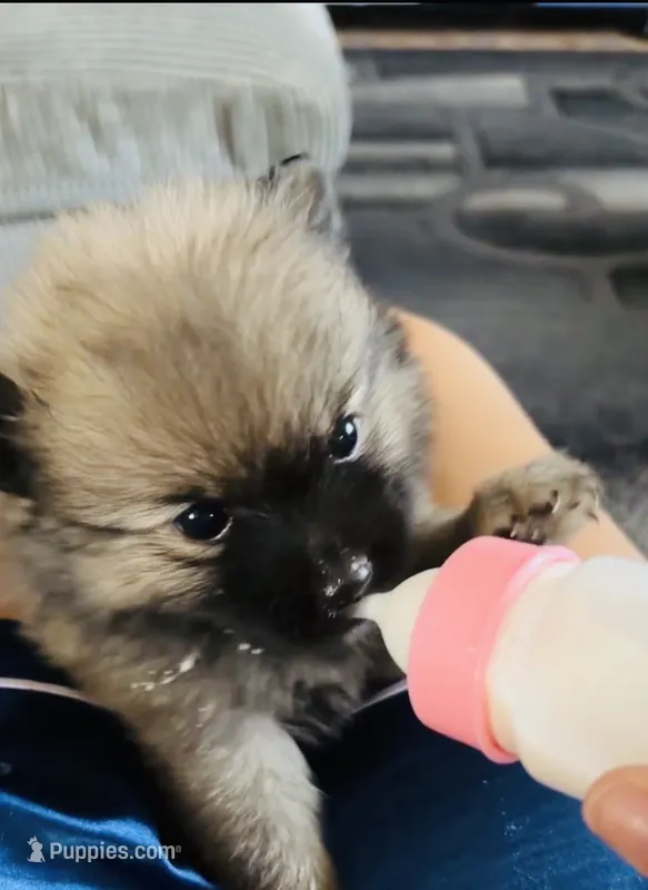 Lili – Pomeranian puppy for sale in Highland, CA