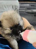 Lili, a female Pomeranian for sale in Highland, CA – 1 of 8