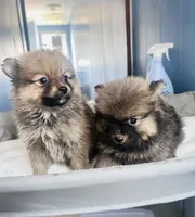 Lili, a female Pomeranian for sale in Highland, CA – 5 of 8