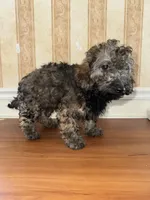 Murphy, a male Cockapoo and Poodle - Miniature  for sale in King Of Prussia, PA – Photo 2 of 3