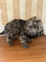 Murphy, a male Cockapoo and Poodle - Miniature  for sale in King Of Prussia, PA – Photo 3 of 3