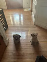 Joey, a male Cockapoo and Poodle - Miniature  for sale in King Of Prussia, PA – Photo 5 of 6