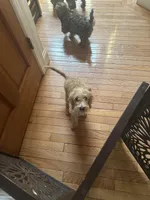 Joey, a male Cockapoo and Poodle - Miniature  for sale in King Of Prussia, PA – Photo 4 of 6