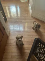 Joey, a male Cockapoo and Poodle - Miniature  for sale in King Of Prussia, PA – Photo 6 of 6