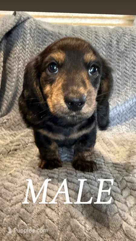 Tito – Miniature Dachshund puppy for sale in Sioux Falls, SD