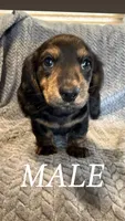 Tito, a male Miniature Dachshund for sale in Sioux Falls, SD – 1 of 2