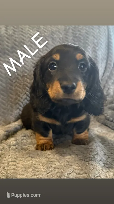 Oscar – Miniature Dachshund puppy for sale in Sioux Falls, SD