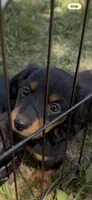 Tiny , a female Miniature Dachshund for sale in Sioux Falls, SD – 3 of 3