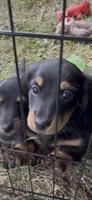 Oscar, a male Miniature Dachshund for sale in Sioux Falls, SD – 2 of 2