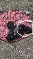 Tiny , a female Miniature Dachshund for sale in Sioux Falls, SD – 2 of 3