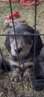 Tito, a male Miniature Dachshund for sale in Sioux Falls, SD – 2 of 2
