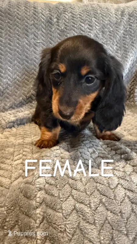 Tiny  – Miniature Dachshund puppy for sale in Sioux Falls, SD