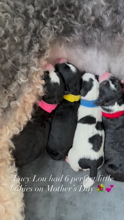Monica, a female Miniature Australian Shepherd and Miniature Bernedoodle for sale in Mount Juliet, TN – 4 of 4