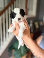 Joey, a male Miniature Australian Shepherd and Miniature Bernedoodle for sale in Mount Juliet, TN – 1 of 4